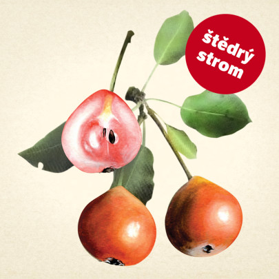 Hrušeň Krvavka letní