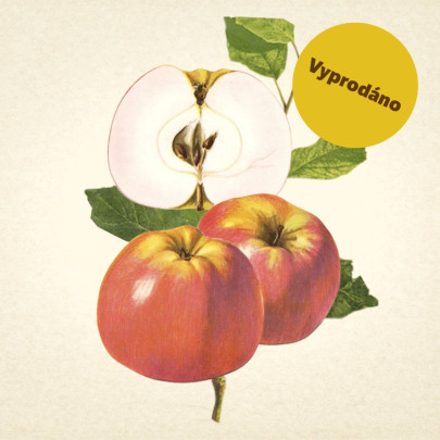 Jabloň Gascoygneho šarlatové