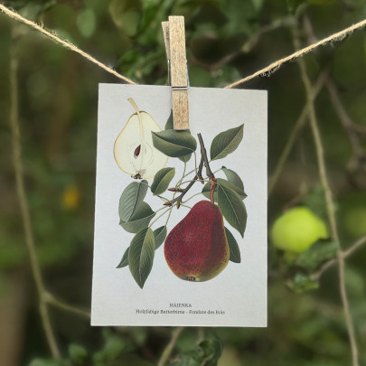 Set pohlednic - Hruškový mix