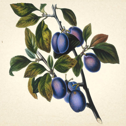 Švestka Chrudimská